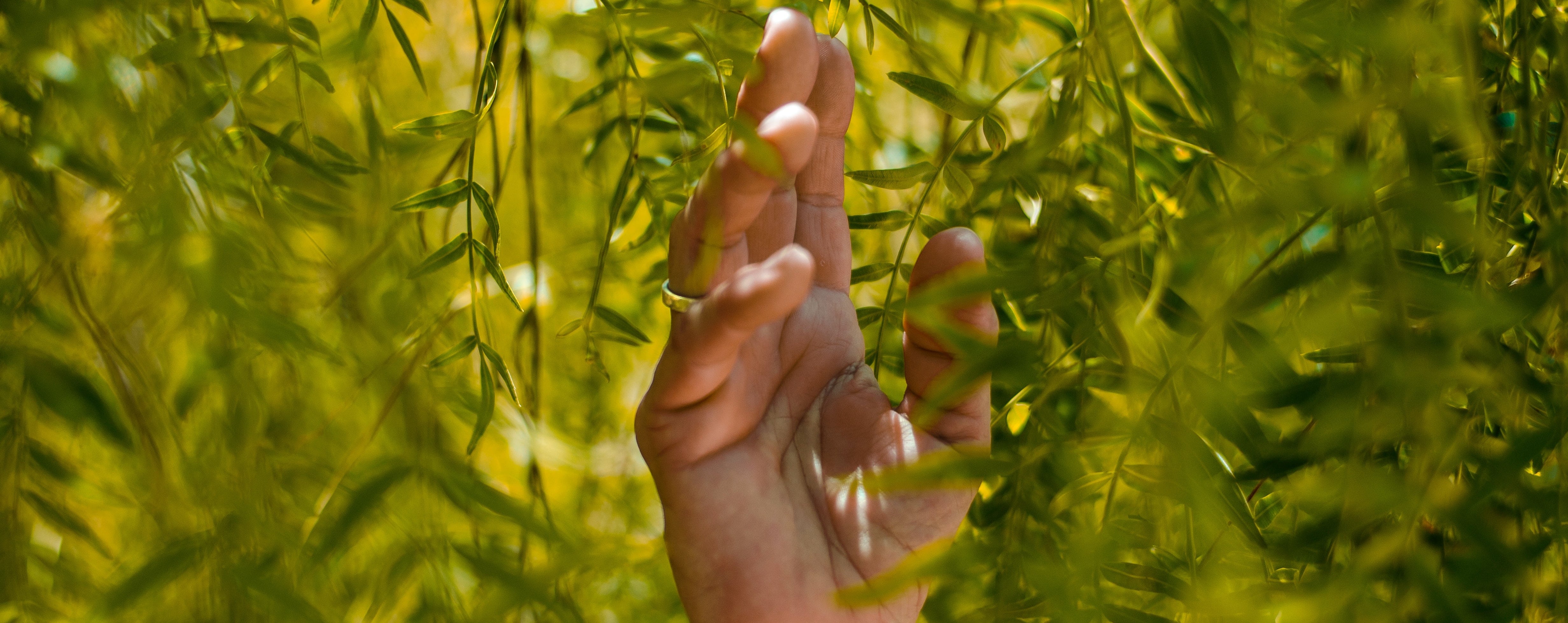 Hand in Tree